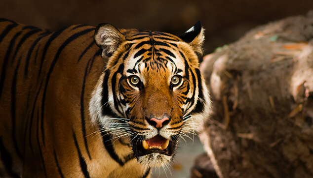 Tiger Safari 
