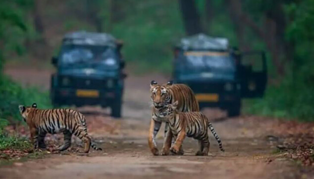 Jeep Safari 